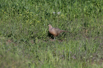 A pair and a female of a common pheasant are photographed in the early morning near a field of wheat in the rays of the morning soft light.