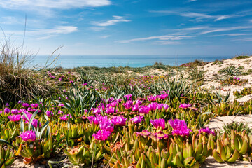 marina di lizzano, spiaggia con i fiori in primavera e il cielo blu - salento, puglia, taranto, italy