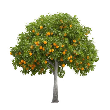 orange fruits tree isolated on white