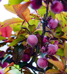 plums on a branch