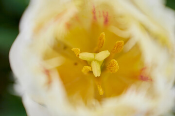 Fototapeta na wymiar fluffy yellow tulip in spring field macro shot