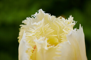 fluffy yellow tulip in spring field macro shot