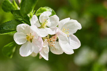 apple tree flower bud blooming in sun shine