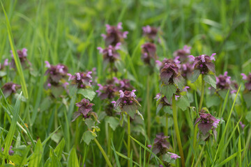 Group of some red-dead nettles (Lamium purpureum).