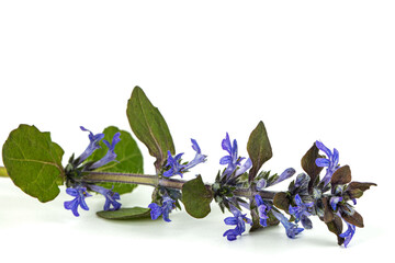 Ajuga reptans plant. Also known as common or blue bugle, bugleherb, bugleweed, carpetweed, carpet bugleweed. Isolated on white background.