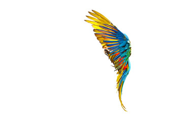 Colorful macaw parrot flying isolated on transparent background.  © Passakorn
