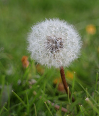 dandelion in the grass