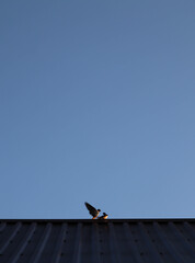 birds on the blue sky