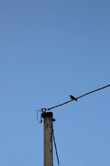 electric pole with wires