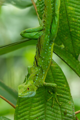 Obraz premium Double-crested Basilisk, Basiliscus plumifrons, on branch, Costa Rica - stock photo