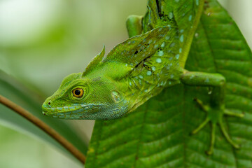 Double-crested Basilisk, Basiliscus plumifrons, on branch, Costa Rica - stock photo
