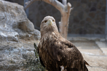 wild animal bird eagle