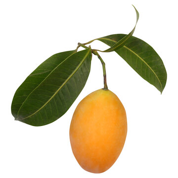 Mayongchid with leaves
