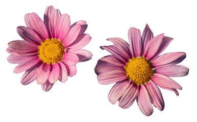 Two daisies with pink petals isolated