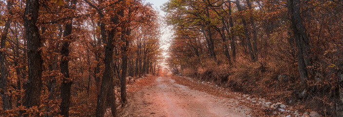 Forest and dirt road