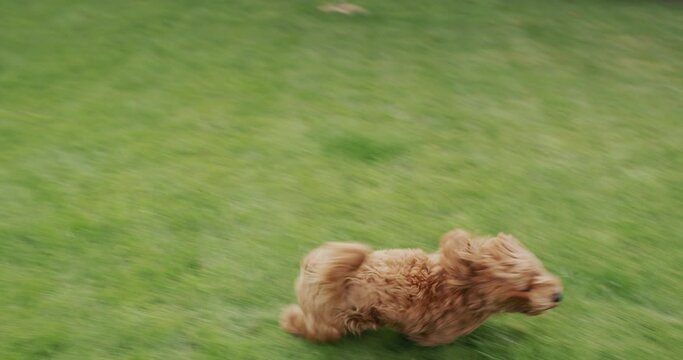 Happy dog with long hair runs along the green grass. Slow motion video.