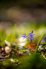 flowers in the woods