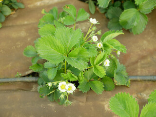 Strawberry field bio plantation white flowers blooming under mulch foil growing strawberries...