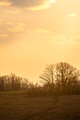 Fototapeta premium sunset in the forest