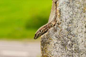 Lizard on a rock in Zurich in Switzerland
