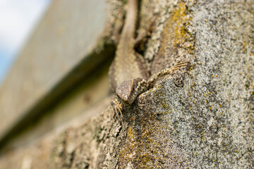 Lizard on a rock in Zurich in Switzerland