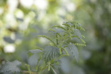 wild green vegetation in the mountain woods