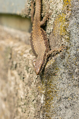 Lizard on a rock in Zurich in Switzerland