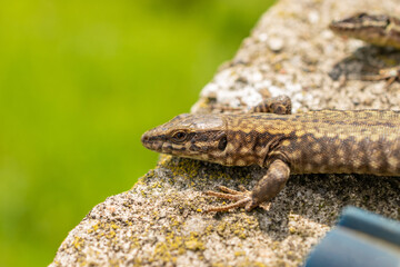Lizard on a rock in Zurich in Switzerland