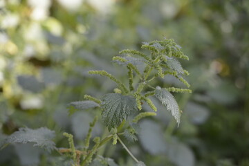 wild green vegetation in the mountain woods
