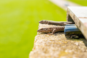 Fototapeta premium Lizard on a rock in Zurich in Switzerland
