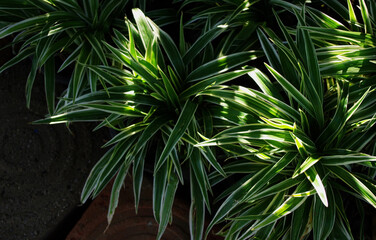 Green leaves with sunlight in the garden