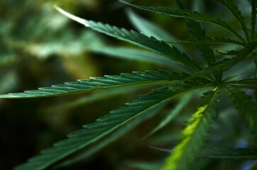Close-up view of cannabis leaves