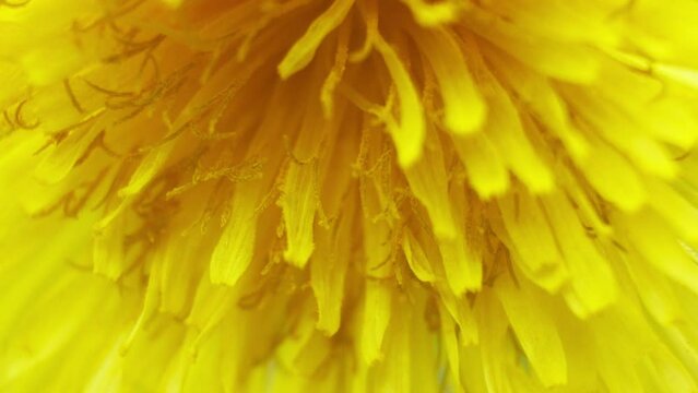 diente de le&oacute;n