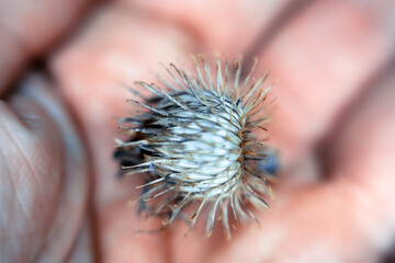Burdock fruit box (cuckold dock (Arctium lappa)). Hooks stick out and cling to animal hair and...