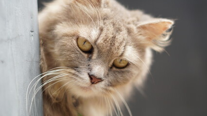 A photo of a cute cat relaxing in an outdoor environment. The cat can be seen enjoying the warm sun and fresh air with a calm and content expression on its face.