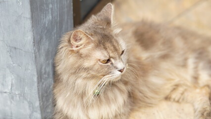 A photo of a cute cat relaxing in an outdoor environment. The cat can be seen enjoying the warm sun and fresh air with a calm and content expression on its face.
