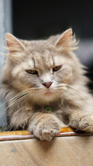 A photo of a cute cat relaxing in an outdoor environment. The cat can be seen enjoying the warm sun and fresh air with a calm and content expression on its face.