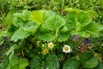 wild strawberry plant