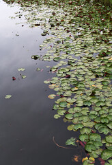 池の蓮