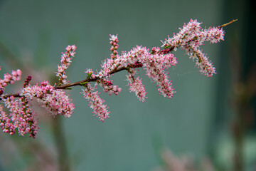 flowers of a tree