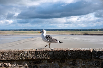 White seagull on a stone wall in the Abbey Mont Saint Michel. Normandy, France