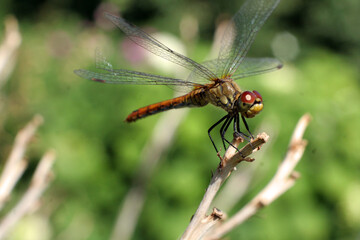 Dragonfly on the branch in macro view