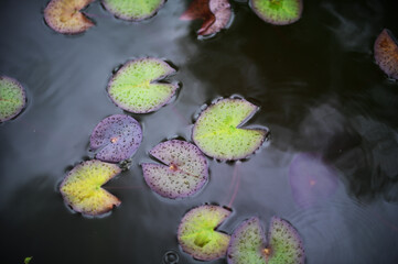 水草