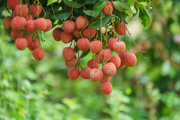 Fresh ripe lychee fruit hang on the lychee tree in the garden