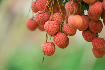 Fresh ripe lychee fruit hang on the lychee tree in the garden
