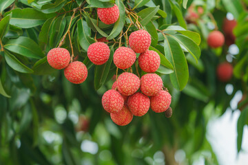 Fresh ripe lychee fruit hang on the lychee tree in the garden