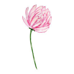 Fototapeta na wymiar Watercolor pink bud chrysanthemum, november birth month flower