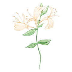 Watercolor honey sickle, june month birth flower