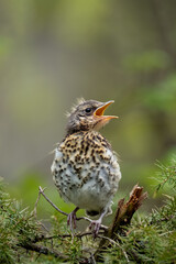 Portrait of nestling fieldfare (Turdus pilaris)