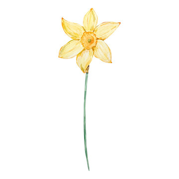 Watercolor daffodil, March birth month flower